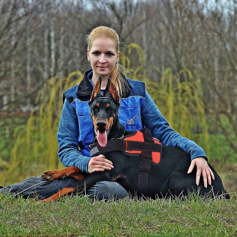 Pettorina regolabile per cani medi gilet traspirante e riflettente per passeggiate confortevoli attrezzatura per cani all'aperto controllo e sicurezza per Bulldog e altre razze medie