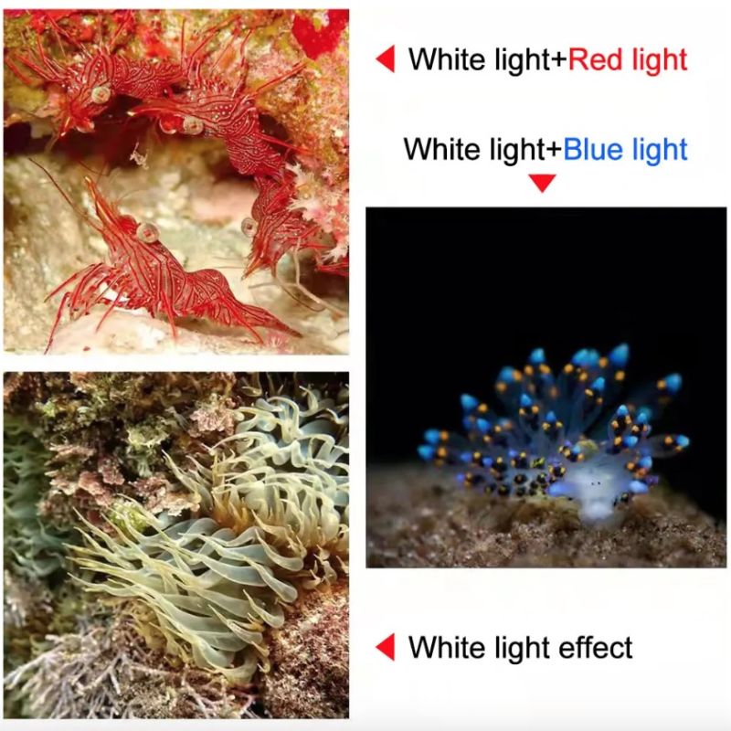 Torcia Subacquea D10 Super Luminosa fino a 100m con Luce COB a 3 Colori IPX8 Lente in Vetro Alta Penetrazione per Fotografia Subacquea ed Esplorazione Marina