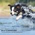 Collare addestramento cani elettrico con display LCD impermeabile e livelli shock regolabili adatto a tutte le razze essenziale per proprietari di animali e addestratori professionali