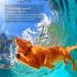 Collare cane ricaricabile con vibrazione e livelli shock regolabili allenatore obbedienza ricevitore impermeabile sicurezza cani all'aperto correzione comportamento cane