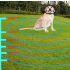 Dispositivo di Addestramento Intelligente per Cani e Recinto Elettronico Senza Fili con Schermo a Colori per Sicurezza e Addestramento Comportamentale Canino Design Ergonomico