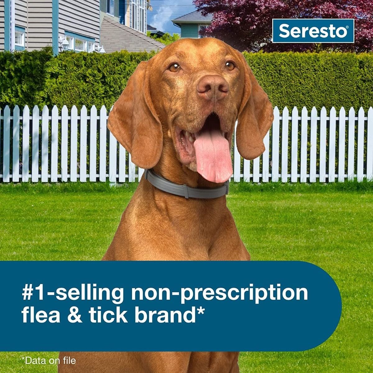 Collare Seresto Cani Taglia Grande | Protezione 8 Mesi Antiparassitario | Veterinario Raccomandato